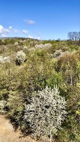 Львівська область, Львів, Шевченківський