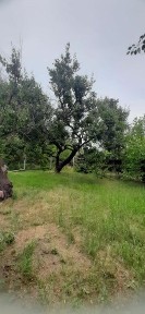 Продам дачу Приднепровск Самарский Виноградник-4