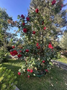 Київська область, Софіївська Борщагівка