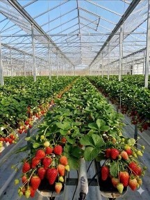 ПРОДАЄТЬСЯ СУЧАСНИЙ ТЕПЛИЧНИЙ АГРАРНИЙ КОМПЛЕКС - 3323,8 м Чернівецька область, Новоселицький район