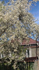Продам дом Ленпоселок ул. Магистральная. Центр. Торг.