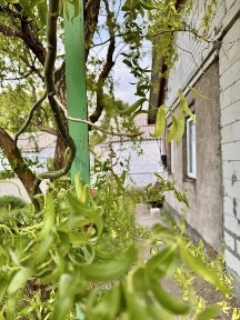 Дніпропетровська область, Дніпро, Амур-Нижньодніпровський