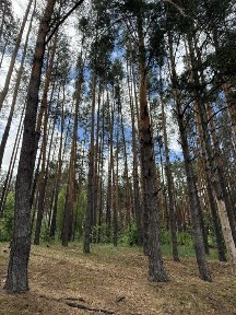 Київська область, Шибене