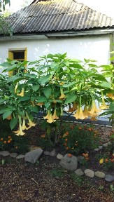 Продам участок Нові Петрівці