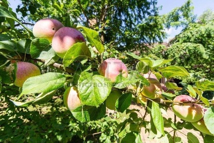 Терміново! Продаж Будинок, Бориспільський р-н, Кийлів, вул. Озерна, 490 м2