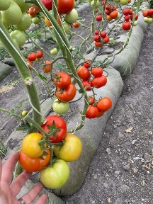 Готовий бізнес, що окуповується за 3 роки! Тепличне господарство.