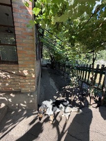 Здається будинок в центрально - міському районі.