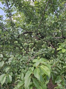 Продам будинок по вул. Симбірцева