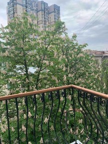 Київська область, Київ, Печерський