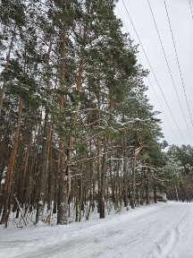 Продається затишний одноповерховий будинок серед соснового лісу