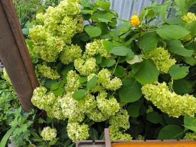 Продам будинок, Вишгородський район, с. Нові Петрівці, Щаслива.
