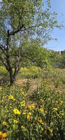 ТЕРМІНОВО ! Продам дачу в Сухому Яру БЕЗ КОМІСІЇ !