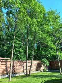 Київська область, Білогородка
