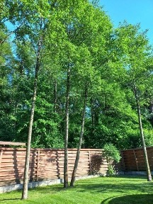 Київська область, Білогородка
