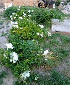 Кіровоградська область, Клинці