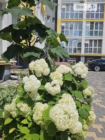 Довготривала оренда 2к квартири на вул. Одеська • ID 34514504