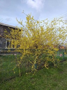 Продаж затишної дачі в Патлаївці