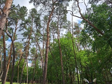Туристична база відпочинку в сосновому лісі