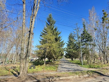 Київська область, Коржі