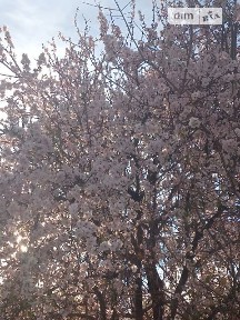 проспект Князя Володимира Великого, мікрорайон Містечко Котовського, район Пересипський, Одеса, просп. Князя Володимира Великого, 2 кімнати • ID 33040062