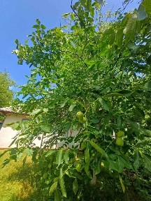 Продаж дачного будинку з виходом до води, с. Долина, Обухівський район