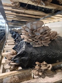 Житомирська область, Дубище
