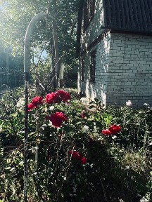 Дача в Люботині | Пічне опалення | Колодязь | 12 соток
