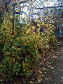 Довгострокова оренда частини будинку від посередника на вул. Троїцького Миколи 25 • ID 34353362