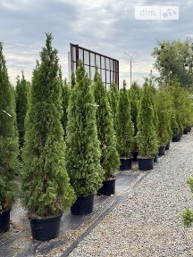 Польова вулиця, Нові Петрівці, вул. Польова, площа 2500 кв. м • ID 33513901