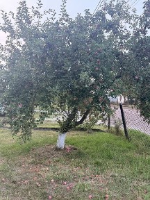 Продаж будинку в селі Годовиця