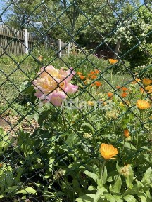 Продам будинок у селі Паліївка з земельною ділянкою 25 соток!