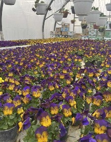 Продаж комерційного приміщення в Яришівці