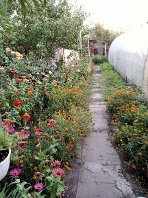 Красна вулиця, Верхівцеве, вул. Красна • ID 34721412