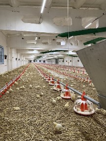 Продам птахівничу ферму (діюча), в чудовій локаціі