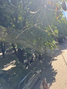 Здам квартиру у самому центрі Павлограда біля площі