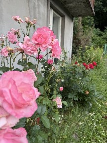 Продаж дачі Вульки. Бережани