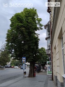 Петефі Шандора площа, район Вербник, Ужгород, пл. Петефі Шандора, площа 60 кв. м • ID 34555999