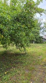 Продається гарний, добротний будинок в с. Семенівка, Бердичівського району