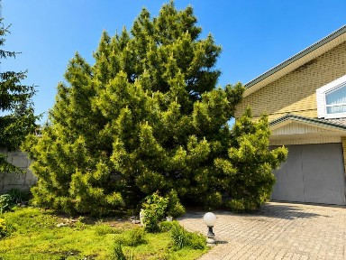 Продам будинок Курилівка