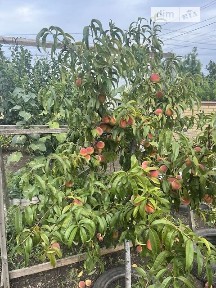 Продаж 1 поверхового будинку з верандою і ділянкою на 6 соток, 113 кв. м, 3 кімнати, на вул. Ожинова • ID 34778418