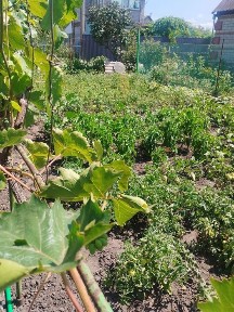 Продам дачу СТ Джерело