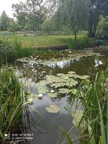 Продаж садиби з двох будинків в Роменському напряму.