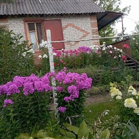 Власник ! Продам дачу садовий кооператив Баранівка-1