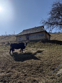 Продається столітній будинок в Карпатах + 0.25 га