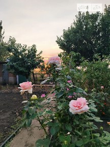 Продаж 1 поверхового будинку 50 кв. м, 2 кімнати • ID 34946427