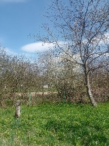 Дача біля гір з будиночком с. Мала Тур'я Івано - Франківської обл.