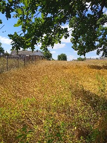 Продається ділянка в с. Перлявка 50с, будинок 77кв. м