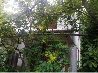 Продам дачний будинок в Дем'яновому Лазі, який межує з лісом