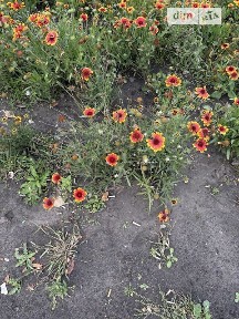 Довготривала оренда 1к квартири на вул. Ґарета Джонса 12А • ID 35050847