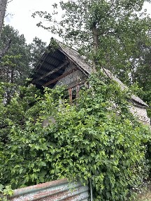 Дача куліші біля самого лісу
